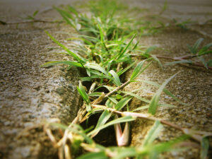 Concrete Pavement Vegetation Control